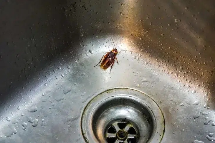 Blatte germanique dans une cuisine avant traitement