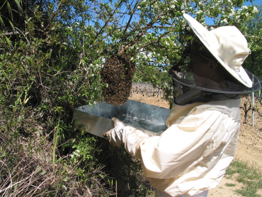 Récupération d'un essaim d'abeilles dans une ruchette à Aix-en-Provence