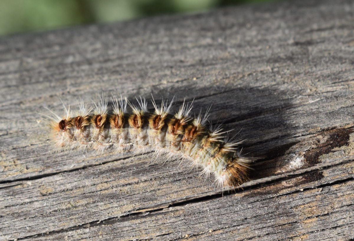 Chenille processionnaire du pin, poils urticants bien visibles