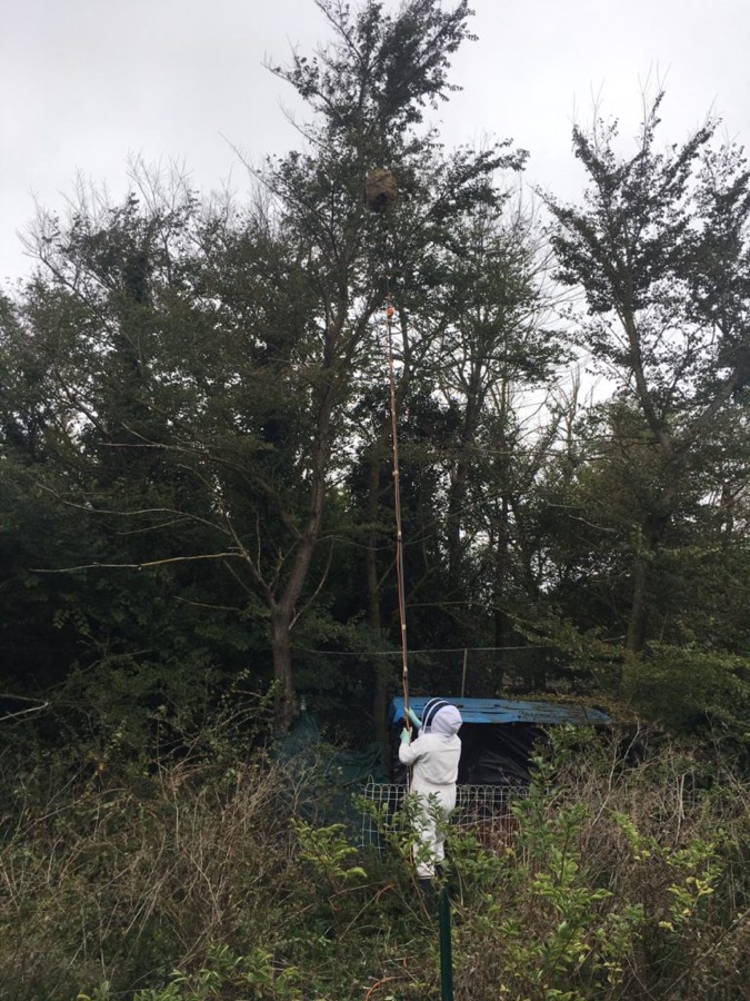 Destruction d'un nid de frelons asiatiques en hauteur avec une perche télescopique